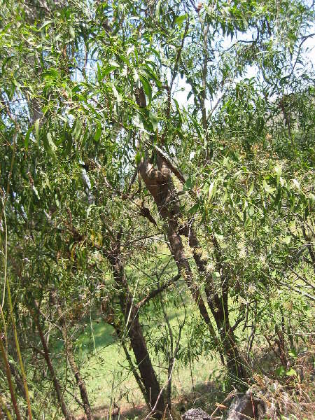 A visitor called in one day,quite a large goanna.