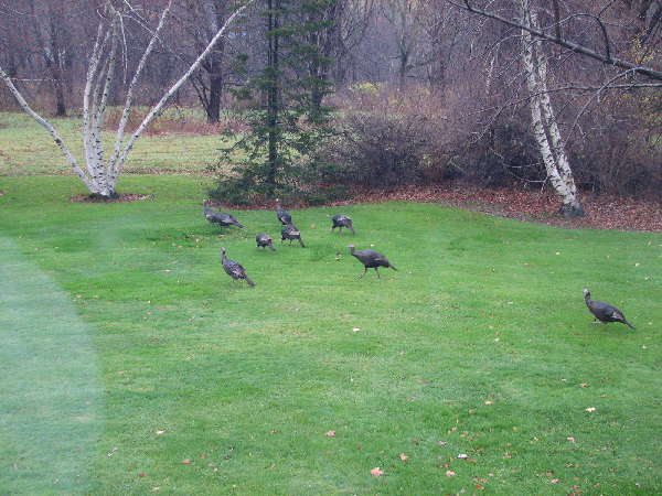 Turkeys in the back yard