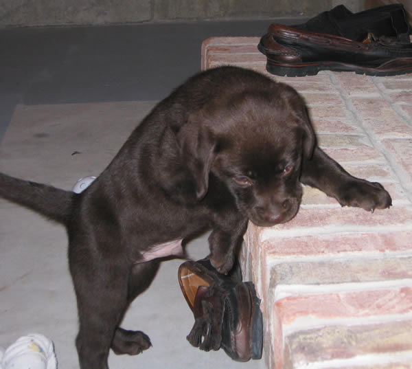 He is a charmer, just a wonderful dog! This is when we just got him shortly after Xmas 2005