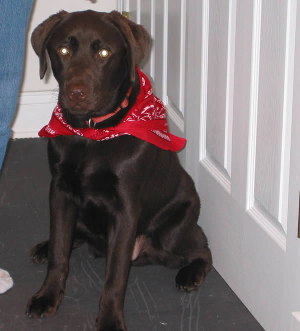 Our Chocolate Lab Kobi at one year old 2006