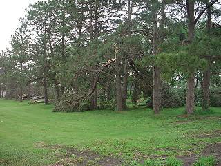 Storm damage to trees