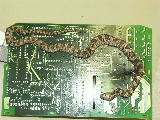 Photo the techs took at work of a snake that crawled into a test machine at someones home.  Snake shorted out the control board and cooked the snake.  It found it foot s last warm place to hang out.