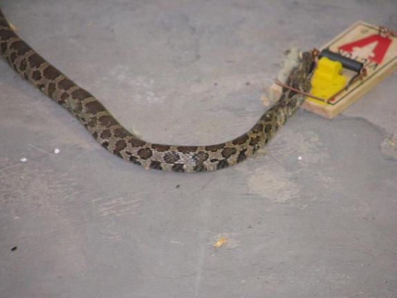 Close up of the snake I caught in my house.  Long bugger at about 29 inch  - 30 inch .