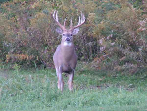 Staring eye to eye with this buck