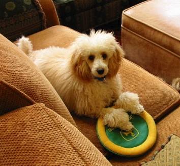 New puppy with John Deere Flying Disc