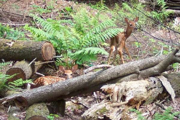 Fawns from this spring